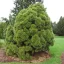 Törpe erdeifenyő 'Pinus syl. Globosa Viridis K3