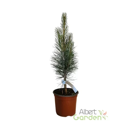 Törpe erdeifenyő 'Pinus syl. Globosa Viridis K3