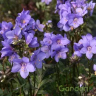 Csatavirág Bressingham Purple ibolyaszín virág évelő növény