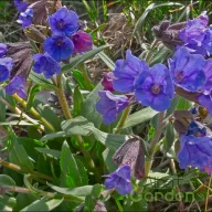 Tüdőfű 'Pulmonaria angustifolia Blue Ensign'