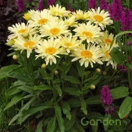   Kerti margaréta 'Leucanthemum 'Banana Cream' 2023