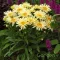 Kerti margaréta 'Leucanthemum 'Banana Cream' 2023