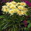 Kerti margaréta 'Leucanthemum 'Banana Cream' 2023