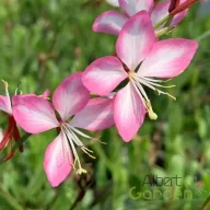 Fehér-rózsaszín kétszínű díszgyertya Gambit Rose Bicolor évelő kerti virág, pillangószerű szirmokkal közelről