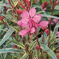 Halvány rózsaszín díszgyertya Gambit Variegata Rose évelő kerti virág tarka levelekkel, egyedi virág közelről