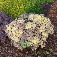 Varjúháj 'Sedum Globe Yellow'