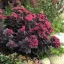 Sötétlevelű varjúháj Sedum Sunsparkler Plum Dazzled évelő sziklakertbe, lila-bíbor leveleken sötétrózsaszín virágfüzérek