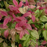 Japán szentfa 'Nandina Domestica Bush'