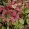 Japán szentfa 'Nandina Domestica Bush'