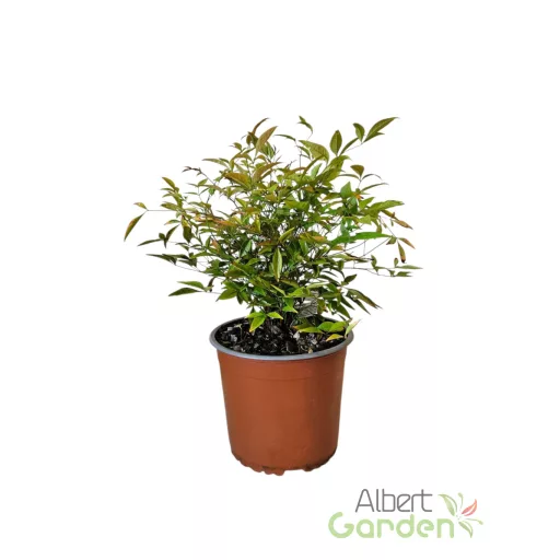 Japán szentfa 'Nandina Domestica Bush'