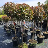   Törzses korallberkenye 'PHOTINIA FRASERI ROBUSTA COMPACTA'