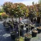 Törzses korallberkenye 'PHOTINIA FRASERI ROBUSTA COMPACTA'