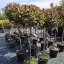 Törzses korallberkenye 'PHOTINIA FRASERI ROBUSTA COMPACTA'