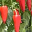 Kápia Kárpát 'Capsicum annuum Kárpát F1'