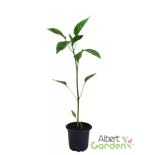 Kápia Kárpát 'Capsicum annuum Kárpát F1'