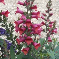 Piros-narancssárga gyűszűvirág Digitalis hybrida Illumination Cherry Brandy évelő harangszirom virágzattal, kertben