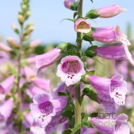Lila-rózsaszín gyűszűvirág Digitalis purpurea Pollux Pink évelő foltos harangvirágokkal, kék ég előtt