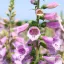 Lila-rózsaszín gyűszűvirág Digitalis purpurea Pollux Pink évelő foltos harangvirágokkal, kék ég előtt