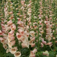Barack-rózsaszín gyűszűvirág Digitalis purpurea Pollux Peach évelő tömött virágfürttel, tömegültetés