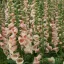 Barack-rózsaszín gyűszűvirág Digitalis purpurea Pollux Peach évelő tömött virágfürttel, tömegültetés