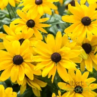 Citromsárga kúpvirág Rudbeckia Sunbeckia Paulina évelő sötét középpel, tömeg virágzatban
