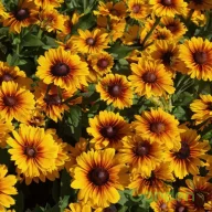Narancs-sárga kúpvirág Rudbeckia SmileyZ Passion évelő barna középpel, tömegvirágzás