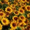 Narancs-sárga kúpvirág Rudbeckia SmileyZ Passion évelő barna középpel, tömegvirágzás