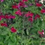 Mélyvörös-bordó díszzsálya Visional Fuchsia évelő kerti virág, bőséges virágzással kertben