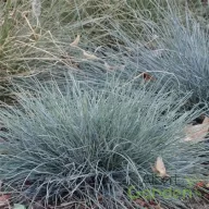 Acélkék gömb alakú kék csenkesz Festuca Azurit dísznövény, kerek kompakt tőpárna formájú dekoratív fű sziklakertben