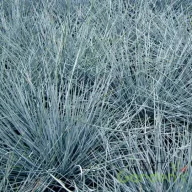 Kékesszürke tűlevelű csenkesz Festuca cinerea Eisvogel dísznövény, sűrű vékony acélkék levelek compakt tőpárna formában