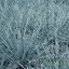 Kékesszürke tűlevelű csenkesz Festuca cinerea Eisvogel dísznövény, sűrű vékony acélkék levelek compakt tőpárna formában