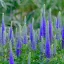 Kékeslila hosszúlevelű veronika Veronique Blue évelő kerti virág, karcsú kék tüskés virágfüzérekkel
