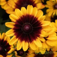 Sárga kúpvirág Rudbeckia hirta Pawnee Spirit sötétvörös középpel, közelkép évelő virágzat