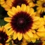 Sárga kúpvirág Rudbeckia hirta Pawnee Spirit sötétvörös középpel, közelkép évelő virágzat