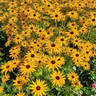 Kúpvirág 'Rudbeckia hirta 'Amarillo Gold'