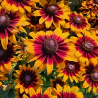 Kúpvirág 'Rudbeckia hirta Sunbeckia Sara'