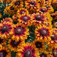 Kúpvirág 'Double Brown/Orange Smiley' telt virágokkal