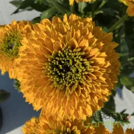 Kúpvirág 'Rudbeckia  hirta Sunbeckia 'Noa'