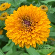 Kúpvirág 'Sunbeckia Maya' sárga virágokkal, nyári blomstrado