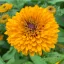 Kúpvirág 'Sunbeckia Maya' sárga virágokkal, nyári blomstrado