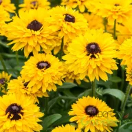 Kúpvirág 'Rudbeckia x hybrida Littlebeckia ‘Ballerina