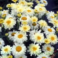 Margaréta (Évelő) 'Leucanthemum Lemon Meringue'