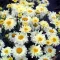 Margaréta (Évelő) 'Leucanthemum Lemon Meringue'