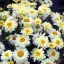 Margaréta (Évelő) 'Leucanthemum Lemon Meringue'