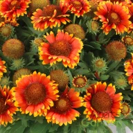 Piros-sárga kokárdavirág Gaillardia Gusto Sweet Chili évelő kétszínű szirmokkal, kerti tömegültetés