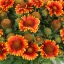 Piros-sárga kokárdavirág Gaillardia Gusto Sweet Chili évelő kétszínű szirmokkal, kerti tömegültetés