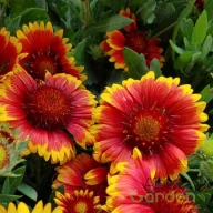 Piros-sárga szegélyű kokárdavirág Gaillardia Gusto Orange Zest évelő részletes virágfotó