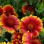 Piros-sárga szegélyű kokárdavirág Gaillardia Gusto Orange Zest évelő részletes virágfotó