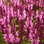 Bíborlila-rózsaszín ligeti zsálya Pink Nebula évelő kerti virág, tömött bőséges virágzásban
