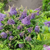   Törpe nyáriorgona 'Buddleja davidii 'Butterfly Candy Little Sweetheart'